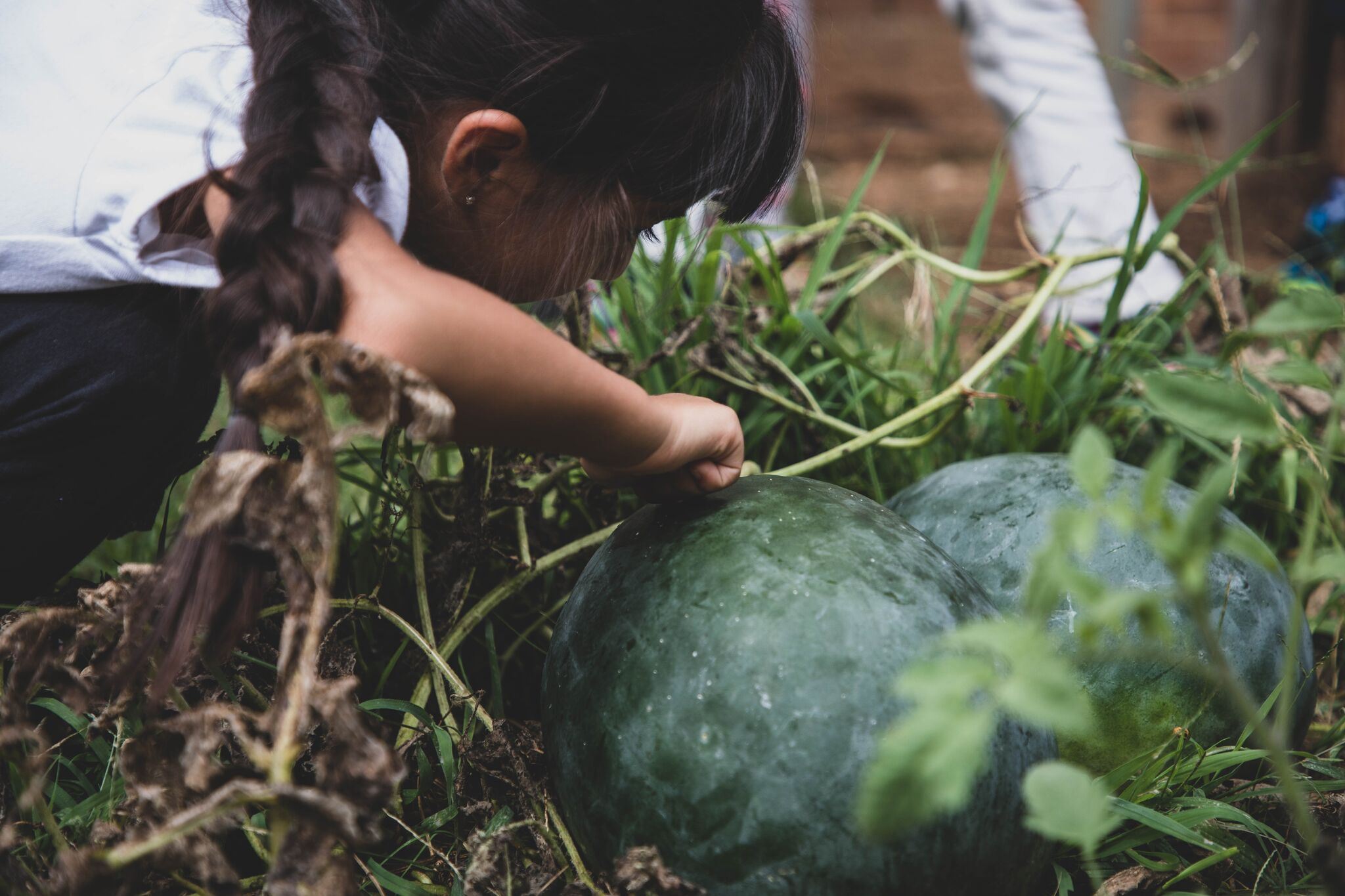 Girl with long braid examining watermelons growing in a grassy garden